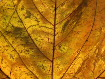 A full frame close up of an orange brown autumn leaf showing veins and cells