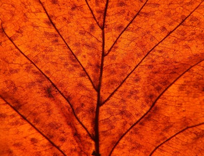 Full frame close up of an illuminated brown autumn leaf showing veins and cells