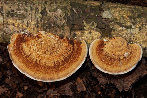 Thin walled maze polypore two fruiting bodies next to each other with ochre-brown corky tubes on