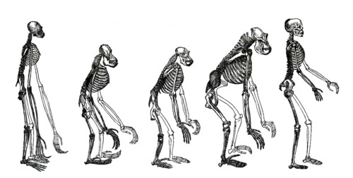 Frontispiece to the book „Evidence as to Man's Place in Nature“, 1863, by Henry Huxley, English
