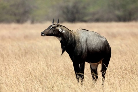 Blue bull, velavadar, Gujarat, India, Asia