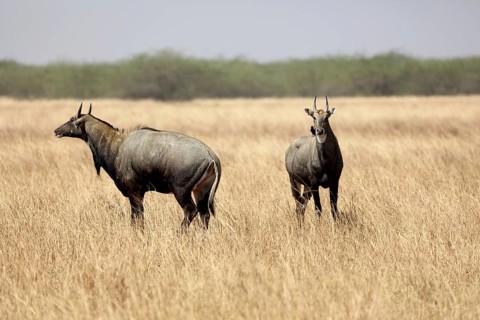 Blue bull, velavadar, Gujarat, India, Asia