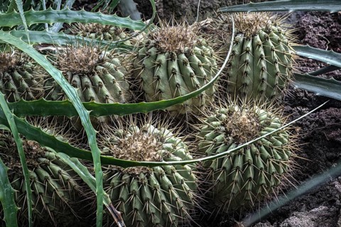 Cacti belonging to the genus Copiapoa and bromeliad leaves from the Atacama desert in northern