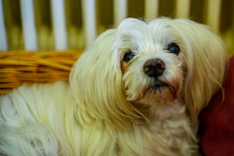 A white dog with a thick coat lies relaxed in a basket surrounded by red cushions, Maltese