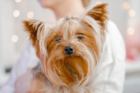 Yorkshire Terrier resting in a cozy environment