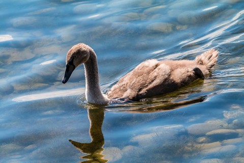 Mute swan (Cygnus olor), young bird, Allensbach, Lake Constance, Germany, Europe