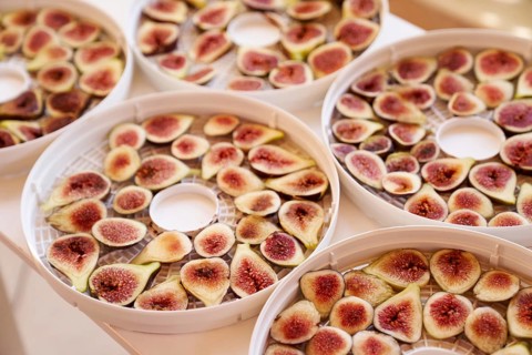 Fruit drying process on plates. Close up.