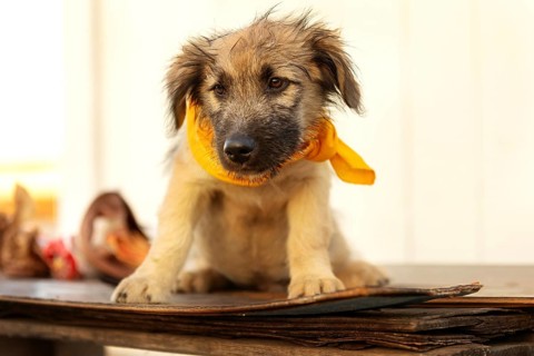Fuzzy beige and brown puppy mutt dog in yellow scarf sitting