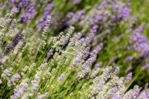Lavender flower background with beautiful purple colors. Close-up