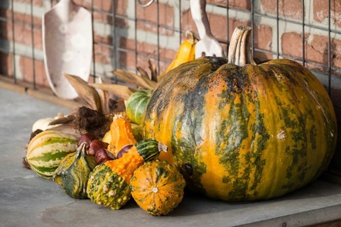 Large pumpkin and various small pumpkins on a table in front of a brick wall, borken, North