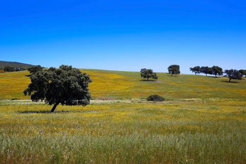 Dehesa grassland by via de la Plata way of Spain in Andalusia