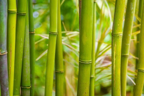 Closeup of some bamboo branches