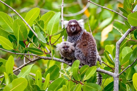 Common marmoset with cub sitting on a branch, facing camera, natural green background, Paraty,