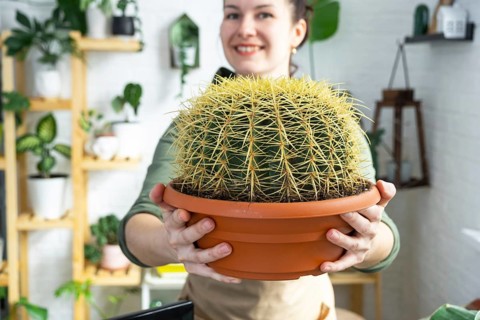 Large echinocactus Gruzoni in the hands of a woman in the interior of a green house with shelving