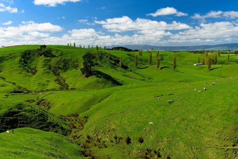 Green hills with sheep and blue sky in New Zealand