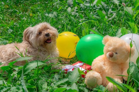 Birthday card idea with a cute Bichon Havanese dog laying on grass among colorful balloons, a red