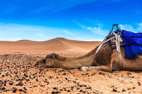 Merzouga in the Sahara Desert in Morocco