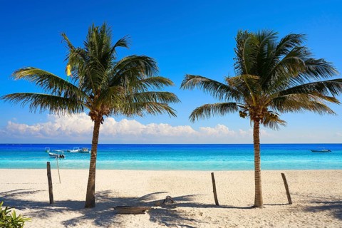 Puerto Morelos beach palm tree in Mayan Riviera Maya of Mexico