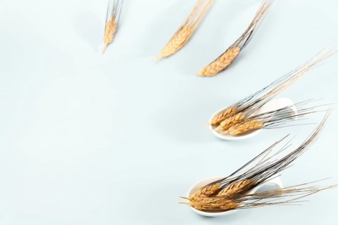 Ears of wheat in a white ceramic spoon on a white background with text space