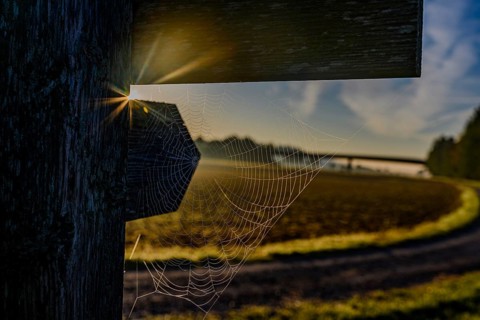 The sun behind a spider's web covered in morning dew
