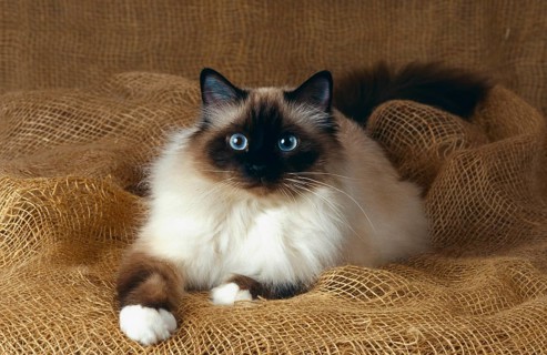 Burmese cat, Burmese, old animal