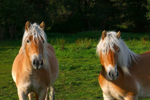 Haflinger