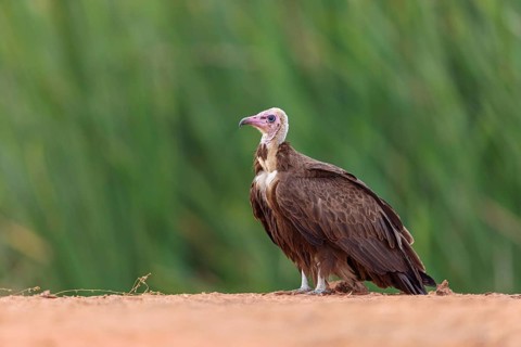 Hooded Vulture, CNecrosysrtes monachus), goshawk family, Kotu area, Kotu, South Bank, Gambia,