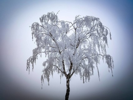 Tree with hoarfrost in the fog, Braunschweig, Lower Saxony, Germany, Europe