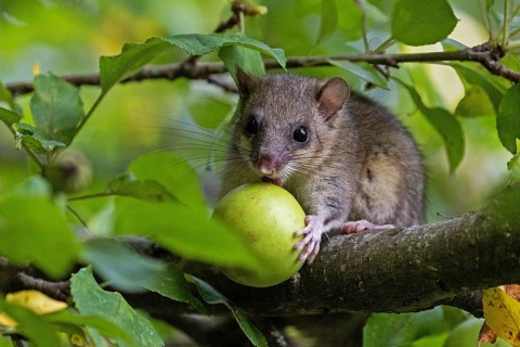 Dormouse (Glis glis), animals, mammals, dormice, nocturnal, rodents, eats an apple,