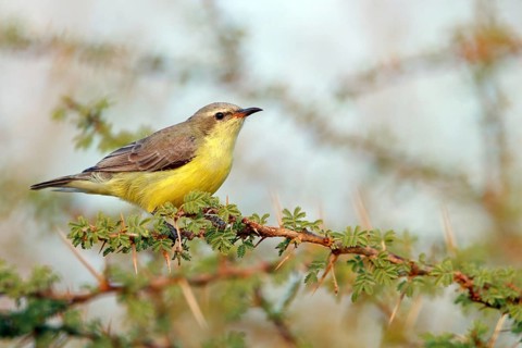 Honeybird, (Anthodiaeta metallica), perching bird, honey sucker, family of passerines, animals,
