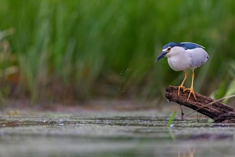 Black-crowned black crowned night heron (Nycticorax nycticorax), Bihoreau gris, HÈron bihoreau,