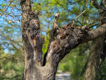 Fork in the trunk of a gnarled tree in the Riddagshäuser Teiche nature reserve,
