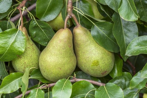 Pear (Pyrus communis 'Nouveau Poiteau'), Cambridge Botanical Garden, Germany, Europe