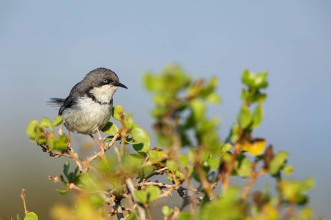 Collared Apalis, (Apalis thoracica), Bar-throated Apalis, Apalis à collier, Apalis acollarado, West