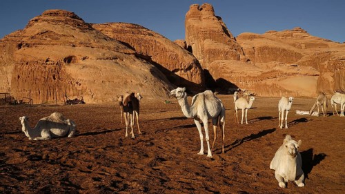 Camel, camels, (Camelidae), resting, desert, animal, animals, mammal, mammals, several, group,