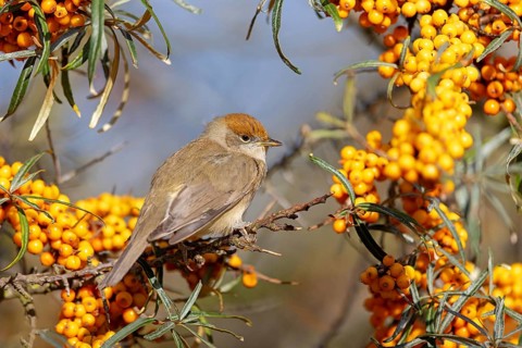 Blackcap (Sylvia atricapilla), Fauvette à tête noire, Curruca Capirotada, Branch, branch, Ormoz