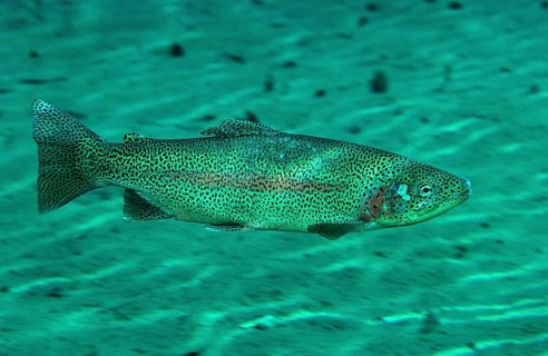 Rainbow trout, Oncorhynchus mykiss, Germany, Bavaria, Europe