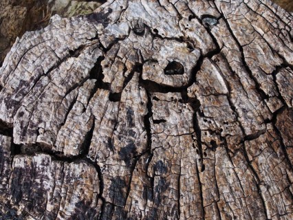 Old cracked decaying timber surface with tree rings and lines in a geometric concentric pattern