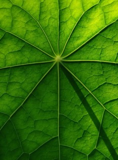 Leaf surface, structure of a nasturtium