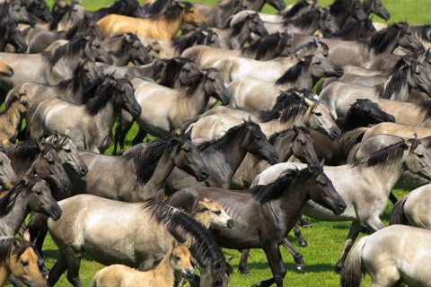 Wild horse capture Merfelder Bruch 2015