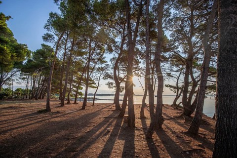 Landscape shot by the sea with pine forest on the coast. Morning atmosphere at sunrise in a