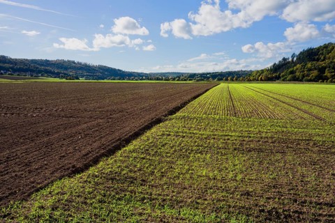 A barley field in October, Wesertal, Weserbergland, Germany, Europe