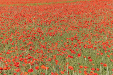 Fields filled with poppies in spring in plain. Alsace, France, Europe