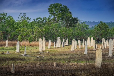 Construction of compass termites (Amitermes meridionalis), Litchfield National Park, Northern
