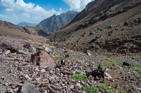 Goats on the trail to Toubkal, the highest mountain in North Africa