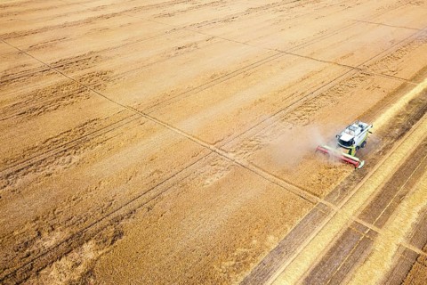 Combine harvester working on a wheat field. Combine harvester Aerial view