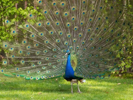 A peacock spreads its colourful plumage in the garden, Apeldoorn, Netherlands