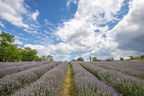 Beautiful summer evening in a lavender field. Large blue lavender bushes blooming in a cultivation