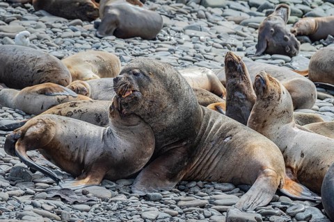 Maned seals (Otaria flavescens) showing readiness to mate, Bleaker Island, Falkland Islands, Great