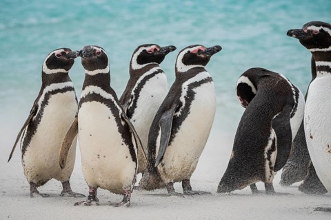Magellanic penguins (Sphreniscus magellanicus), group on a beach, Bleaker Island, Falkland Islands,